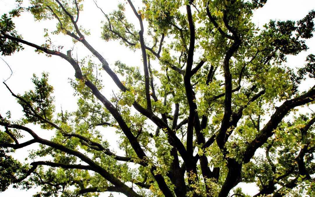 MARIBORSKA IZJEMNA DREVESA