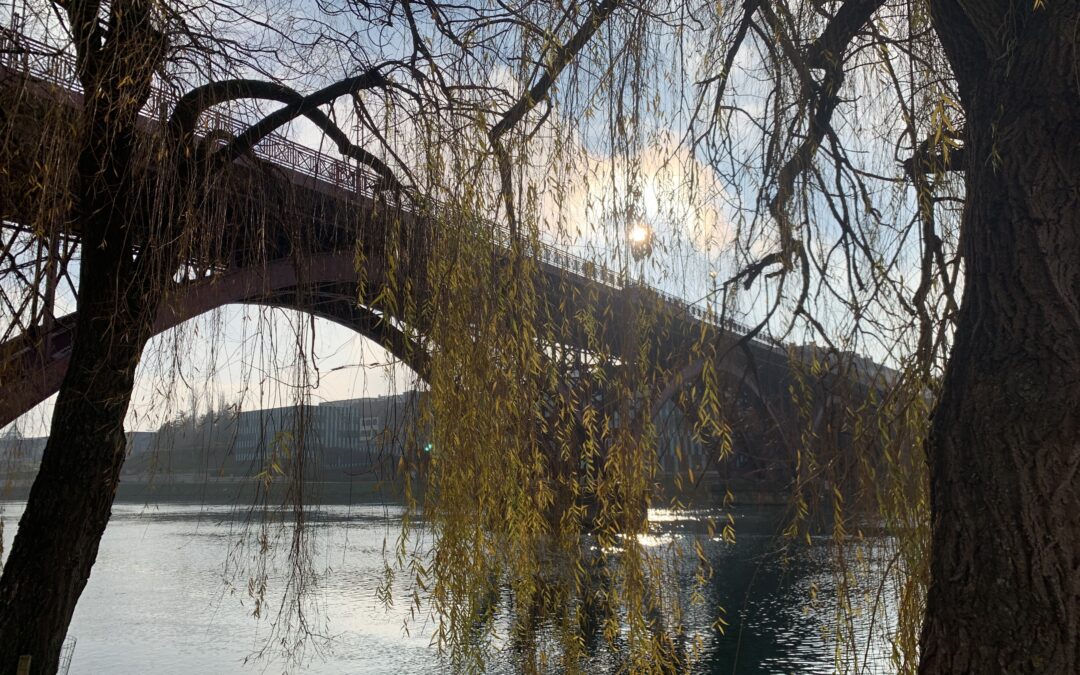 PO POTEH UŽITNIH DREVES MARIBORA