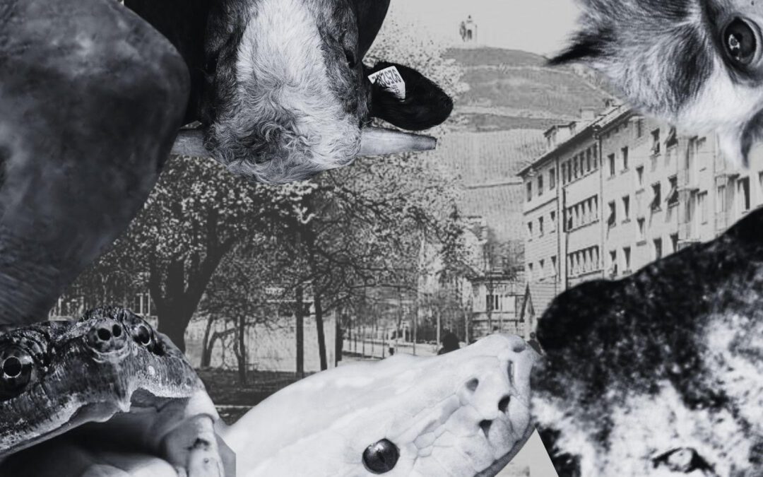 POŠASTI, KI SO USTRAHOVALE MARIBOR