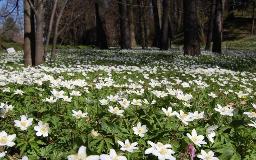 BOTANIČNI VRT UNIVERZE V MARIBORU IN ETNOBOTANIKA