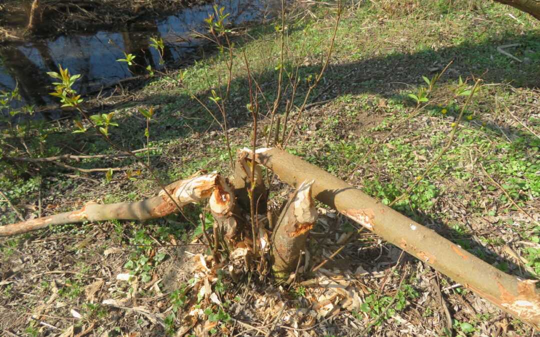 PO SLEDEH BOBRA NA MARIBORSKEM OTOKU