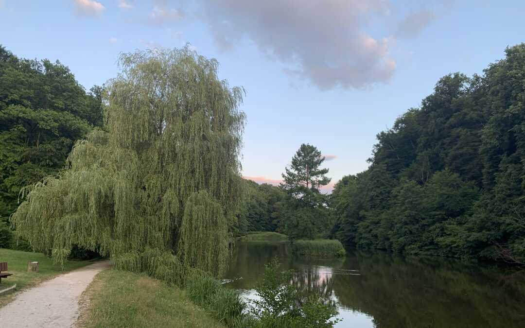 POT PO MEDOVITIH DREVESIH MARIBORA