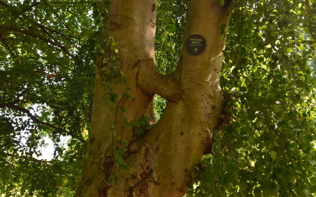 VILINSKA DREVESA V MARIBORSKEM MESTNEM PARKU